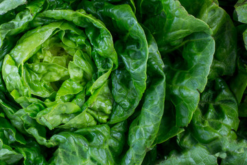 Fresh lettuce leaves