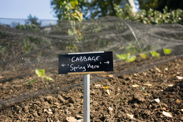 Cabbage Growing Spring Hero. Vegetable Garden