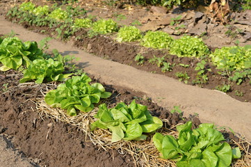 Row of green lettuce