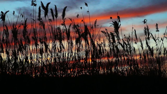 The bulrushes against sunlight over sky background in sunset with a flighting sunset reed sky
