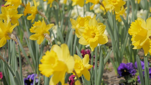 Narcissus pseudonarcissus flower garden on the wind 4K 2160p UltraHD footage - Narcissus pseudonarcissus colorful plant field close-up natural 4K 3840X2160 UHD video 