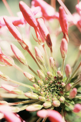 Naklejka na ściany i meble Cleome flower (Cleome hassleriana) ,spider flowers .Pink flower