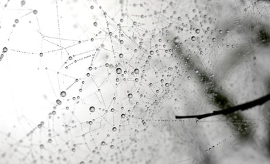 The spider web with dew drops. Abstract background.