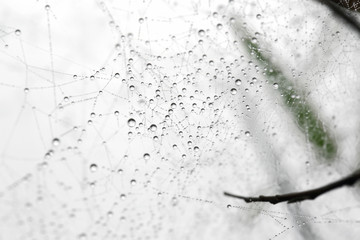 The spider web with dew drops. Abstract background.
