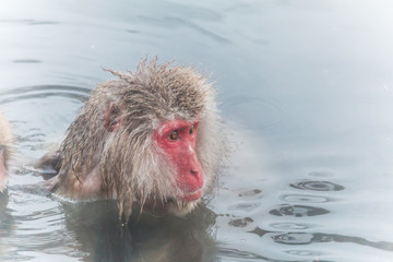 温泉を楽しむおさるさん Monkey enjoying a hot spring