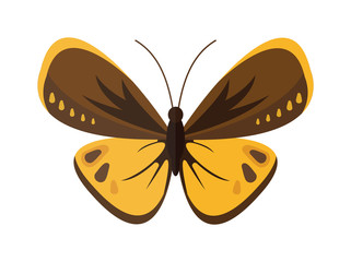 Colored cartoon butterfly vector isolated on white background. 