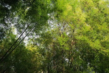 Asian Bamboo forest.