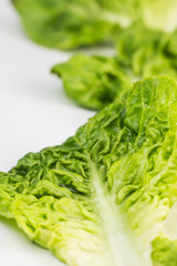 Fresh lettuce leaves
