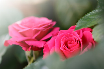 薔薇の花
