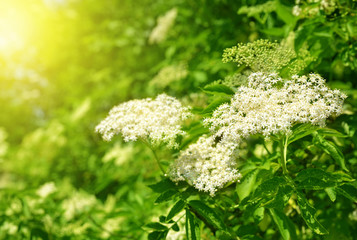 Blooming elderflower (Sambucus nigra)