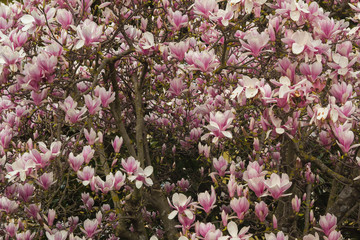 Magnolia in fiore