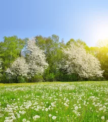 Foto op Aluminium Spring landscape with dandelions on the meadow © vencav