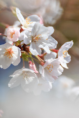 桜の花