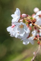 桜の花