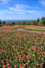 チューリップ畑