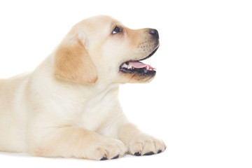 funny labrador puppy looking up on a white background