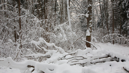 Winter landscape of riparian stand