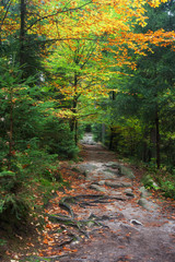 Footpath in Autumn Forest