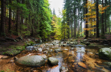 Fototapeta Forest Stream in Autumn obraz