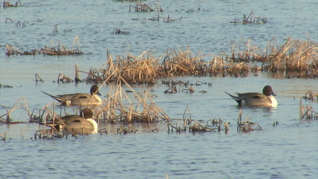 Flock of Birds Northern Pintail in the winter lake
