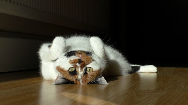 White calico cat with ginger and black spots lying on wooden floor is trying to catch a spot light.Low angle view,dark background