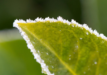 Green leaf with ice