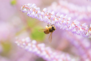 メイフラワーとミツバチ