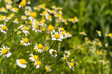 Fototapeta premium Medical daisy