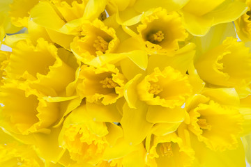 background of yellow spring flowers