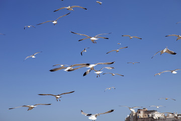 large flocks of Yellow-legged gull, Larus michahellis, Essaouira, Morocco