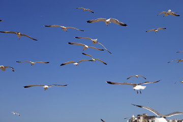 large flocks of Yellow-legged gull, Larus michahellis, Essaouira, Morocco