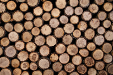 A wall filed with slices of round branches