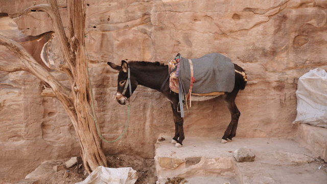 Donkey mule in Petra