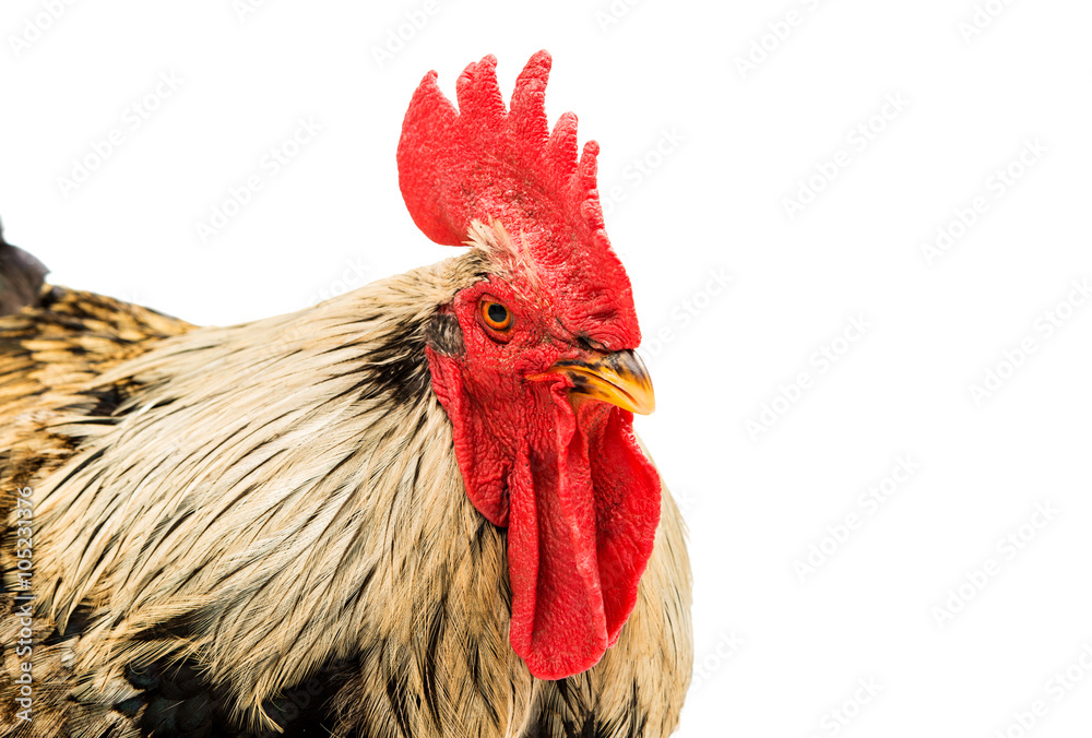 Sticker Rooster isolated