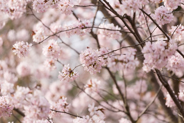 big blossoming Oriental cherry sakura tree