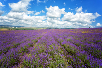 Naklejka na ściany i meble large field of blooming lavender on a summer day under blue sky