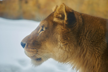 Fototapeta na wymiar ライオンの横顔