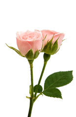 small rose isolated