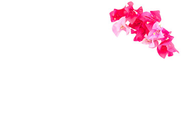 Obraz na płótnie Canvas Pink flowers isolated on white