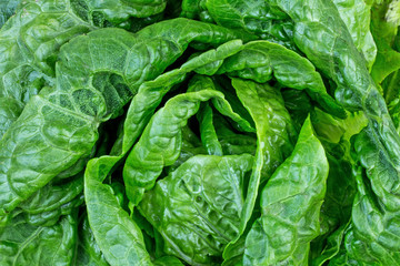 Fresh lettuce leaves