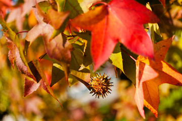 Chestnut branch with fruit
