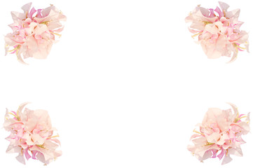 Fototapeta premium Pink flowers isolated on white