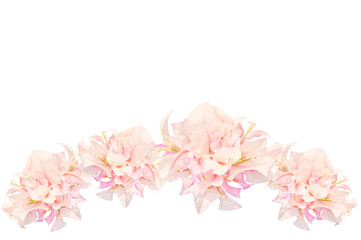 Pink flowers isolated on white