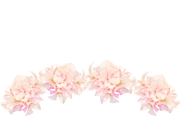 Pink flowers isolated on white