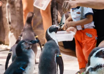 Papier Peint photo Pingouin Photo of traveler feeding the penguins in zoo