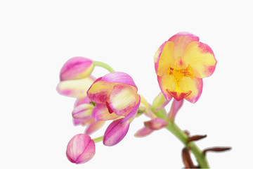 Obraz na płótnie Canvas Pink ground orchid isolated on white