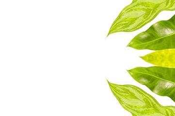 Three green leaves isolated on white