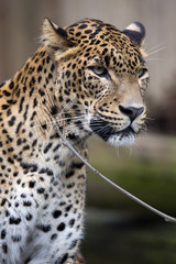 Fototapeta na wymiar portrait of a male Sri Lanka Leopard, Panthera pardus kotiya