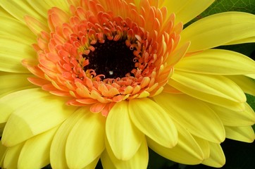 Najlepsze życzenia © Pio Si