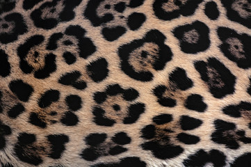 Fototapeta premium Jaguar fur texture background with beautiful spotted camouflage
